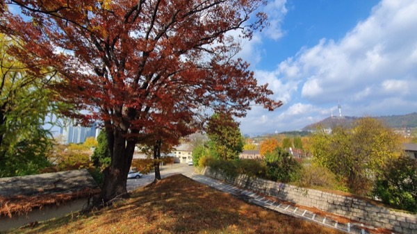 2019 용산미군기지 둔지산 느티나무 군락지에서 바라본 남산