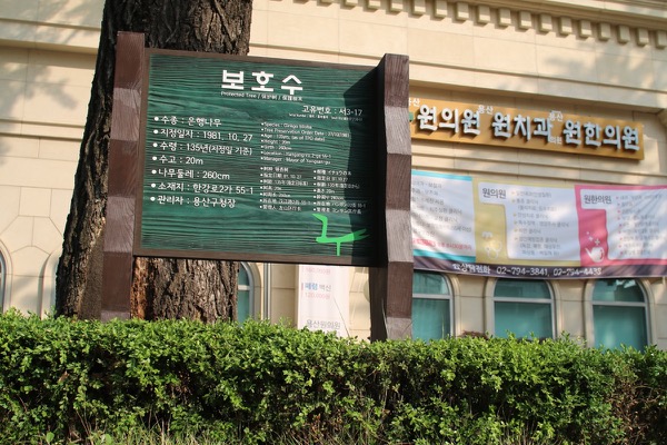 2017 용광사터에 남겨진 건 보호수